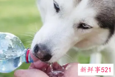 夏天小狗是怎样避暑的