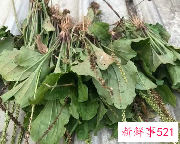 车前草的保存方法