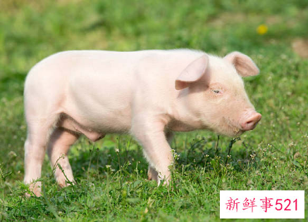 梦见猪发疯乱窜