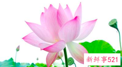 不化妆就很漂亮了怎么形容