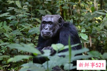 梦见猿人什么意思