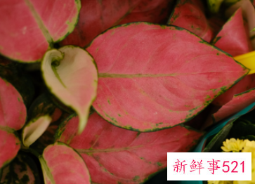 如意皇后怎么繁殖快