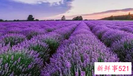 中国最大的薰衣草种植基地