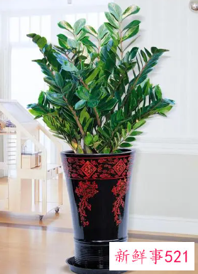 阳台养什么花招财并聚财