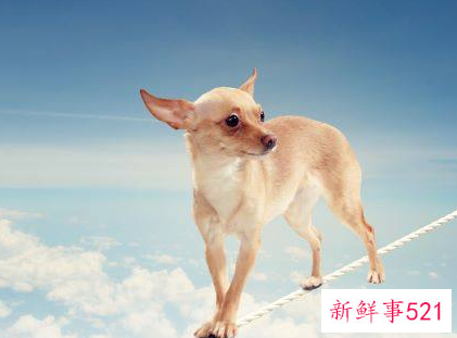 94年属狗女何时有姻缘