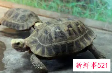 生肖鸡适合养龟吗