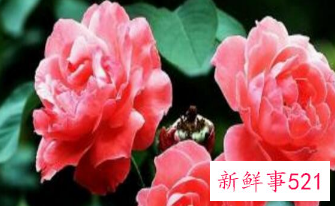 寓意健康长寿的花是什么花