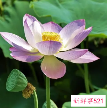 阳台养什么花招财并聚财