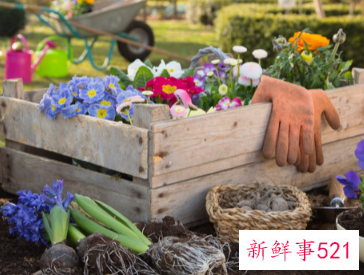 什么植物在家养比较吉利