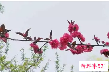 梦见花枝折了是什么意思