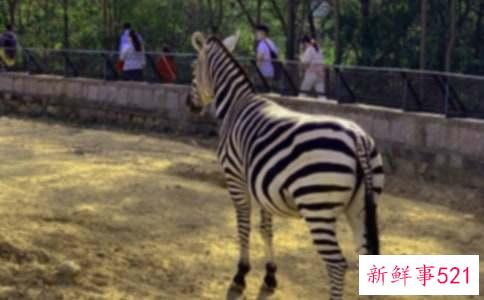 梦见斑马是代表什么意思