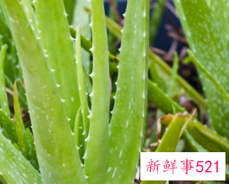 生食芦荟的功效作用