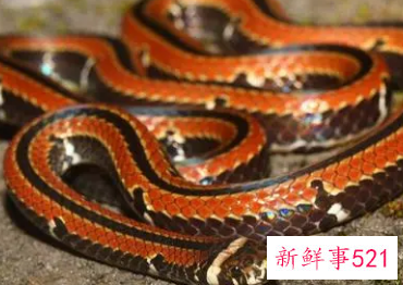 梦见老房子有蛇是什么意思