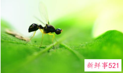 厨房很多小虫子怎么办