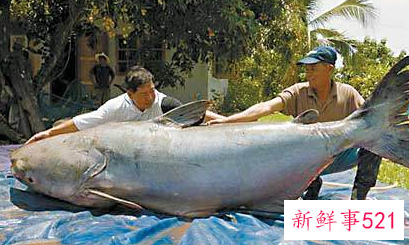 世界上最大的淡水鱼