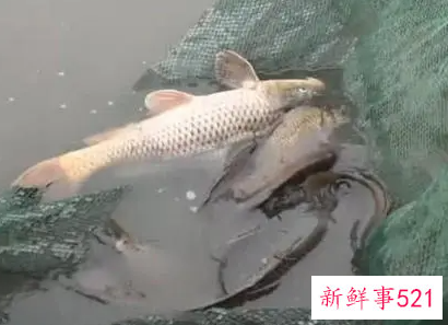 梦见捞鱼被偷是什么意思