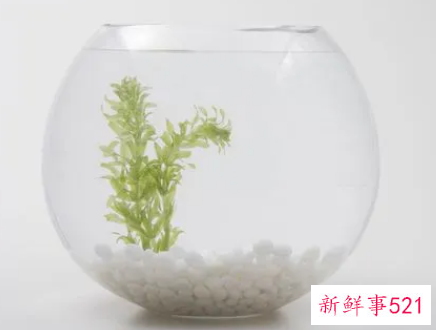 鱼缸怎么清洗小妙招