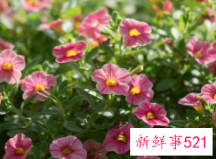 春节家庭摆放鲜花