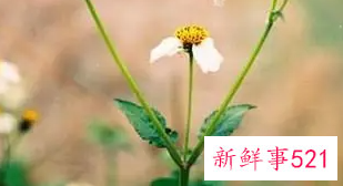 春名字的含义是什么意思