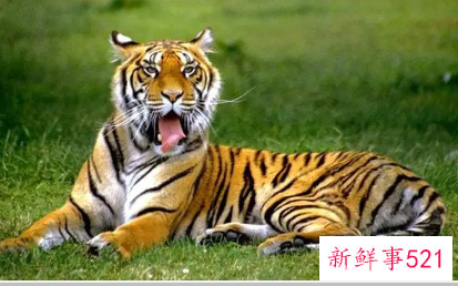 梦见老虎可能是什么预兆