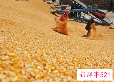 近期玉米还会涨价吗