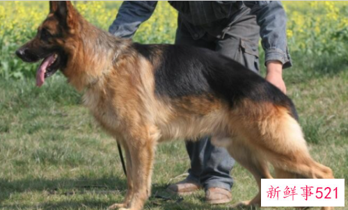 德国牧羊犬的性格特点