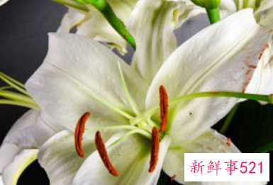 百合花象征什么生肖