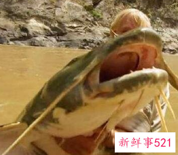 世界上最大的淡水鱼