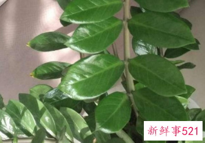 金钱树寓意是什么意思