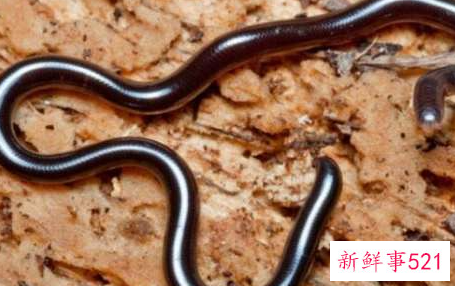 世界上最短小的蛇是什么