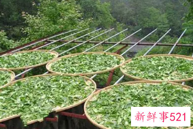 铁观音茶叶的制作方法