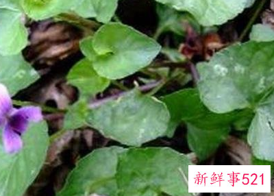 三百棒的功效与作用