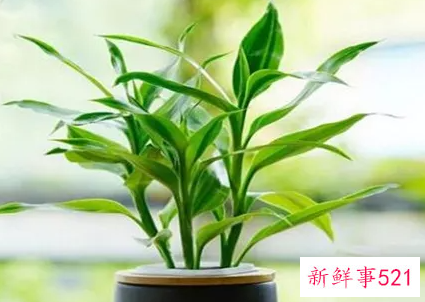 富贵竹怎么摆放风水好