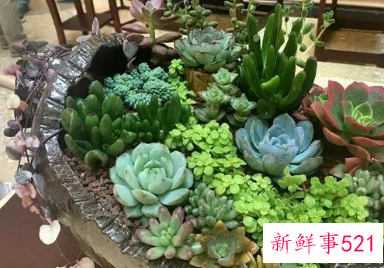 酒精帮多肉植物杀虫杀菌