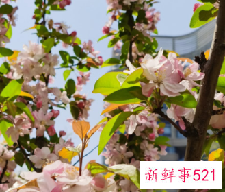 海棠的营养价值与功效