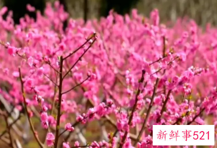 梦见一大片粉色桃花林