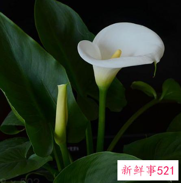 阳台养什么花招财并聚财