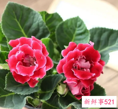 芙蓉花盆栽几月种植