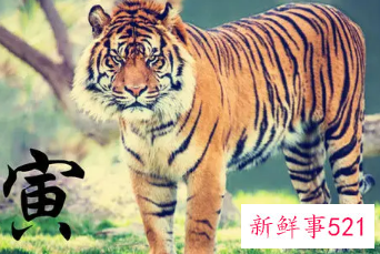 属虎的人起名宜用字