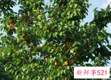 梦见李树李子树是什么意思