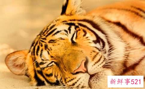 梦见抱小老虎是什么含义