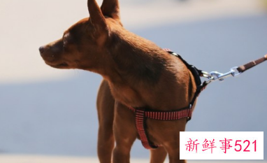 夏天小狗是怎样避暑的