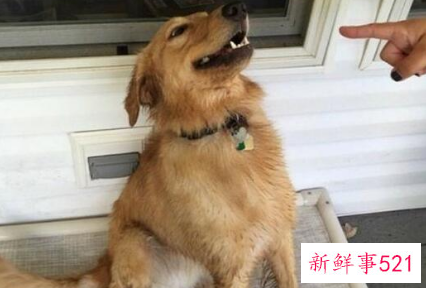 幼犬恨主人的十种表现