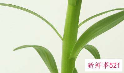 百合花象征什么生肖