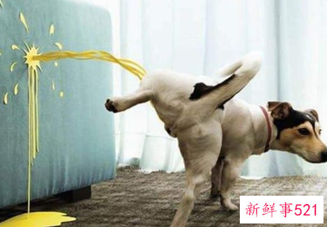 幼犬恨主人的十种表现