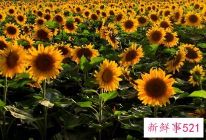 高考送向日葵的含义