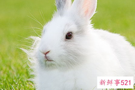 女虎男兔婚姻好不好