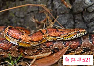 梦见老房子有蛇是什么意思