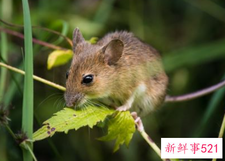 梦见老鼠咬我是什么意思