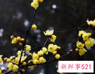 客厅放什么花最旺财